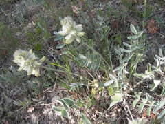 Hedysarum candidum