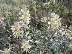 Hedysarum candidum