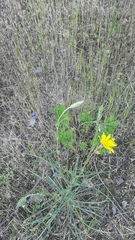 Tragopogon orientalis