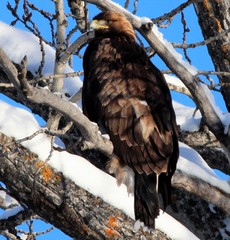 Aquila chrysaetos kamtschatica