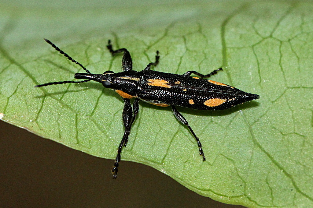 Rhinotia plagiata