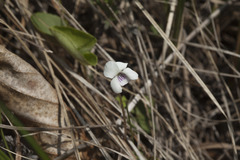 Viola amurica