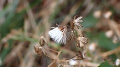 Senecio scandens incisus