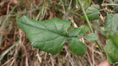 Senecio scandens incisus