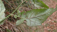 Senecio scandens incisus