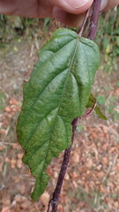 Rubus kawakamii