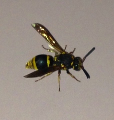 Epsilon chartergiforme