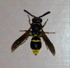 Epsilon chartergiforme