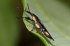 Rhinotia plagiata