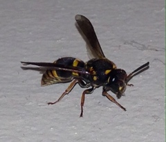 Epsilon chartergiforme