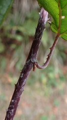 Rubus kawakamii