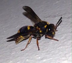 Epsilon chartergiforme