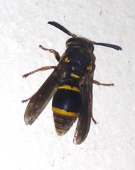 Epsilon chartergiforme