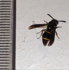 Epsilon chartergiforme