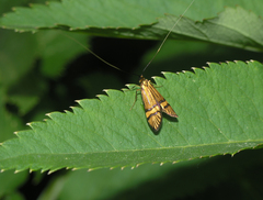 Nemophora amatella