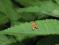 Nemophora amatella