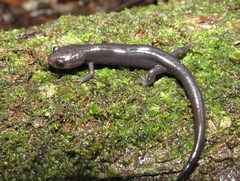 Plethodon variolatus