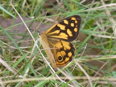 Heteronympha paradelpha
