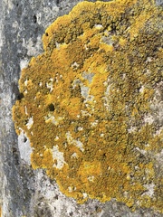 Variospora flavescens