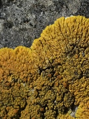 Variospora flavescens