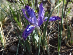 Iris tigridia