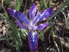 Iris tigridia