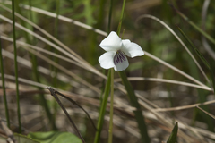 Viola amurica