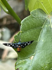 Amata tomasina