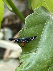 Amata tomasina