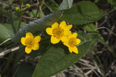 Saussurea amurensis