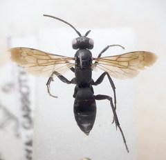 Cryptocheilus versicolor