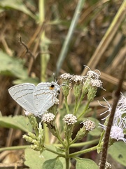Hypolycaena philippus