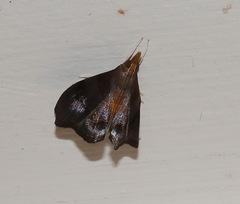 Hemiscopis violacea