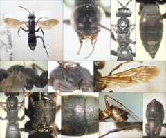 Cryptocheilus versicolor