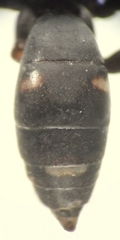 Cryptocheilus versicolor