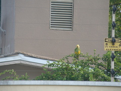 Alipiopsitta xanthops