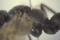 Cryptocheilus versicolor