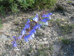 Salvia ringens
