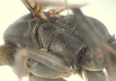 Cryptocheilus versicolor