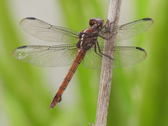Orthemis macrostigma