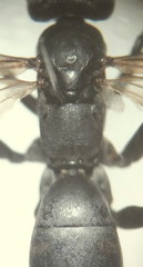 Cryptocheilus versicolor