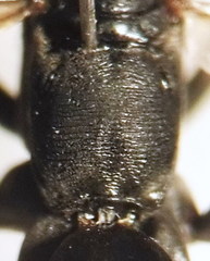 Cryptocheilus versicolor