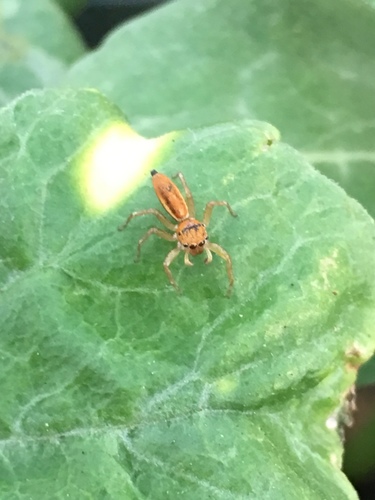 Lami Beach Northern Jumping Spider