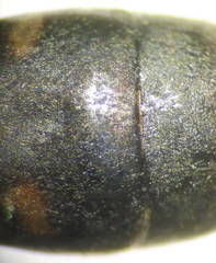 Cryptocheilus versicolor