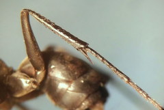 Cryptocheilus versicolor