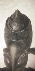 Cryptocheilus versicolor
