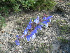 Salvia ringens