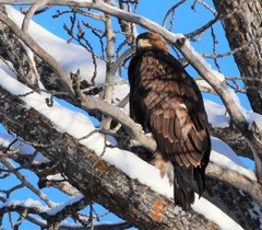 Aquila chrysaetos kamtschatica