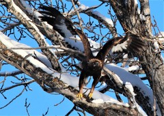 Aquila chrysaetos kamtschatica