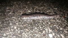 Ambystoma barbouri